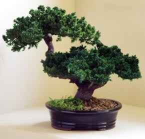 Monterey Juniper Double Trunk Preserved Bonsai Tree (Preserved - Not a